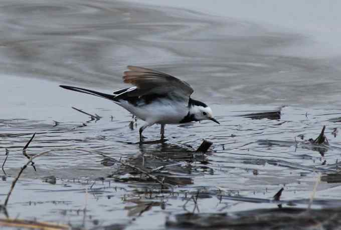 蹲守三家店水库寻拍红嘴鸥未果