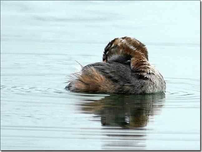 奥体公园观赏小鸊鷉