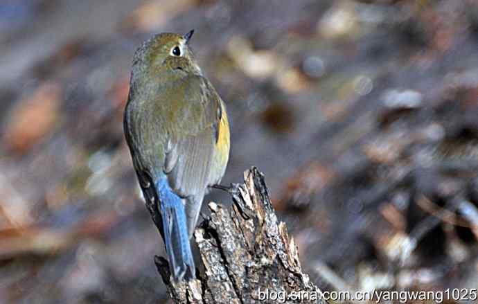 北京植物园的鸟类——红肋蓝尾鸲 3