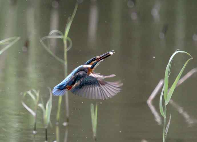 220.可爱小翠--飞姿图