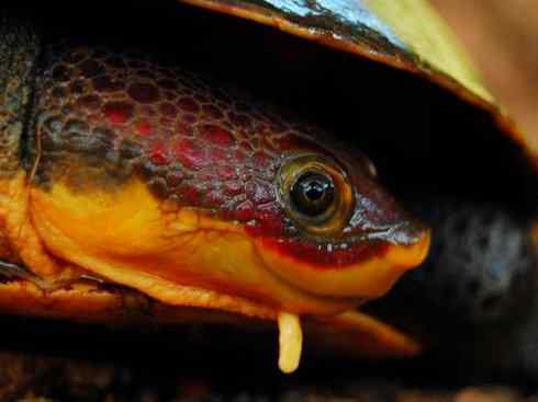 玄武：传说的兽原型探秘（玛塔龟）