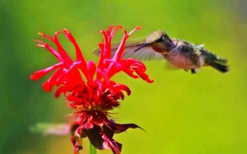 猎奇：十大奇异鸟类之四