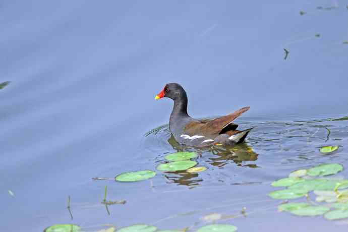 北京将府公园的鸟类——黑水鸡