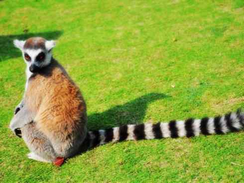 动物世界：山寨还是原创之十五