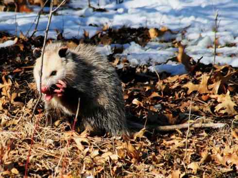动物世界：山寨还是原创之十一