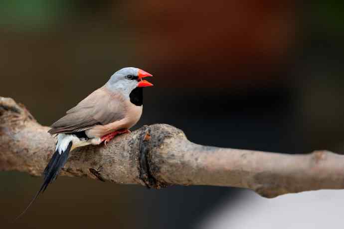 不要问我从哪里来 wbr我的故乡在远方