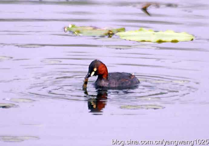 早餐 wbr鈥斺斝t捕鱼纪实