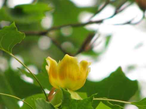 鱼类活化石：非洲肺鱼