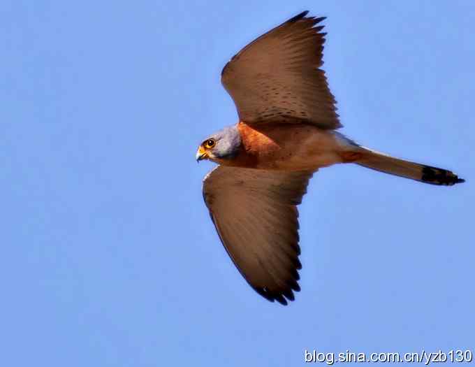 实拍易危物种鈥斺敾谱溃ㄗ橥迹10张图片）