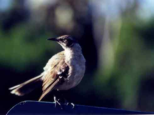 雀鸟也彪悍：别惹我（小嘲鸫）