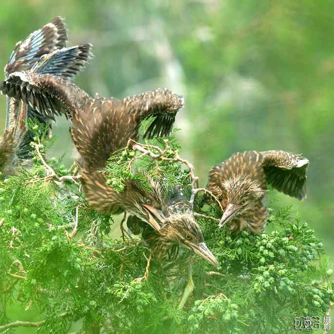 小白鹭与小夜鹭 小白鹭与小夜鹭