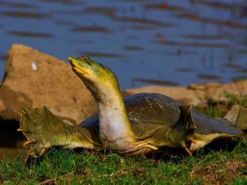 玄武:传说的兽原型探秘(鳖) 玄武:传说的兽原型探秘(鳖)