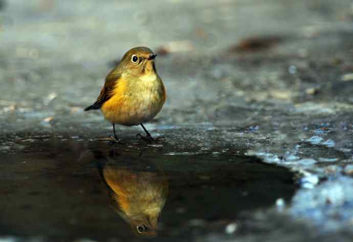 雌性红胁蓝尾鸲（23）