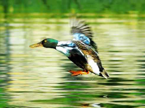 欣赏：美丽的钻水鸭5