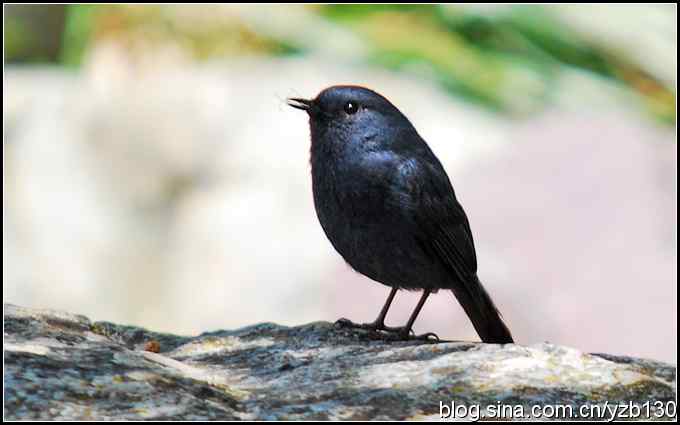 神农架的第二只鸟鈥斺敽煳菜叮ㄗ橥迹