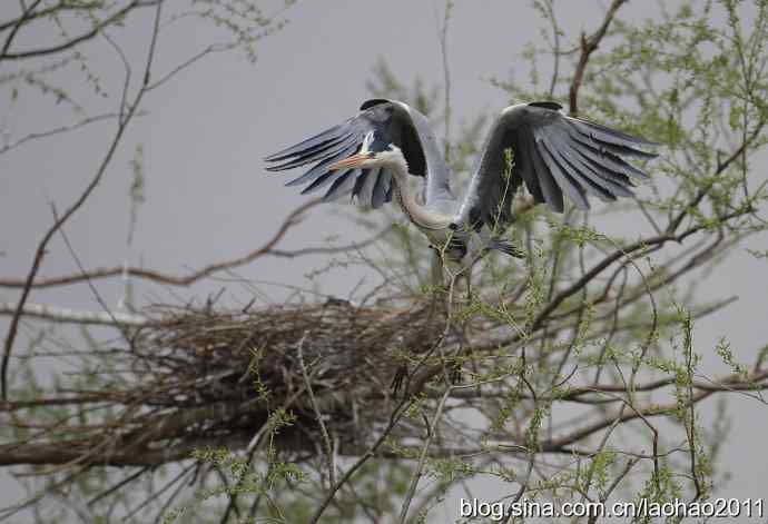 繁殖期的苍鹭