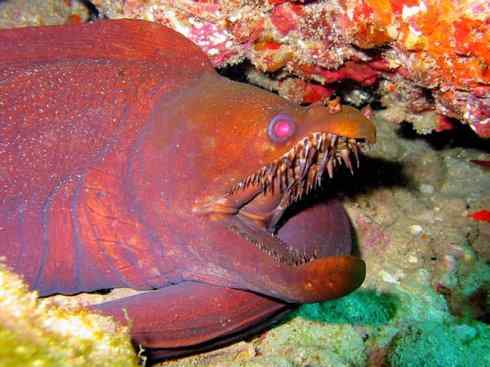 龙：传说的兽原型探秘（鲤鱼）