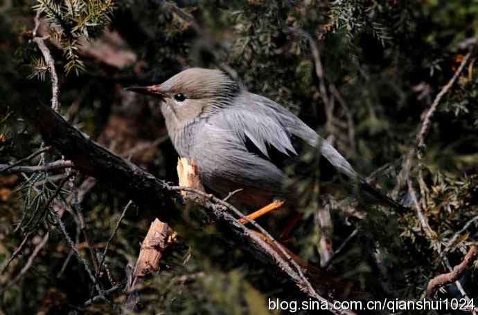 丝光椋鸟树上的尴尬(天坛)