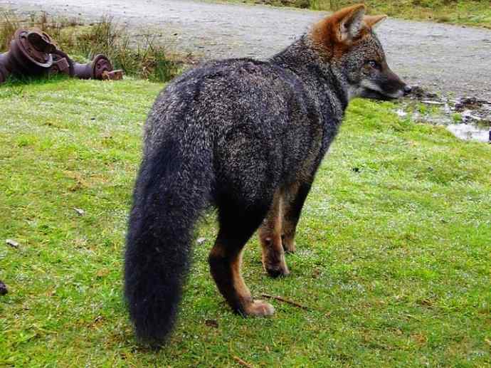 犬科：狐亚科伪狐属之阿根廷狐、山狐、达尔文狐