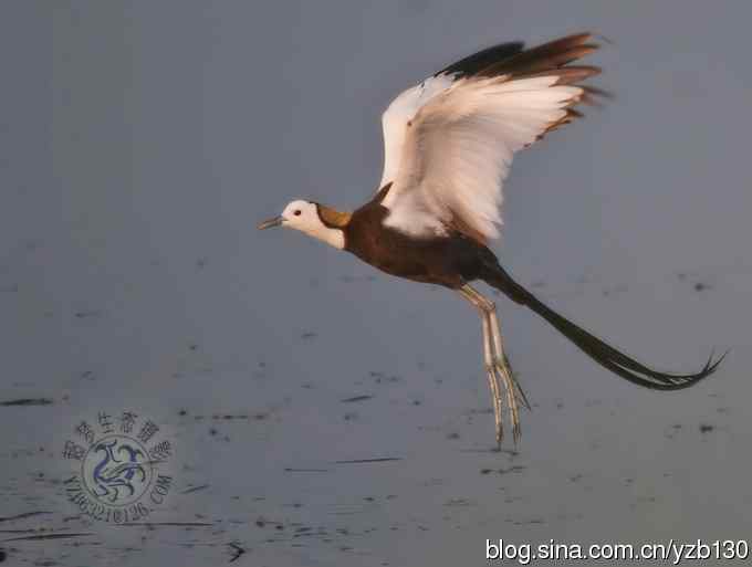 凌波仙子鈥斺斘业拿沃星槿耍ㄗ橥迹22张图片）