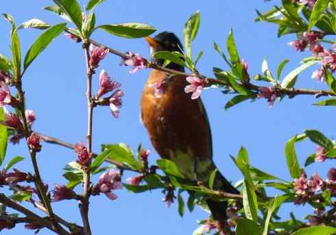 知更鸟（8）：绅士风度