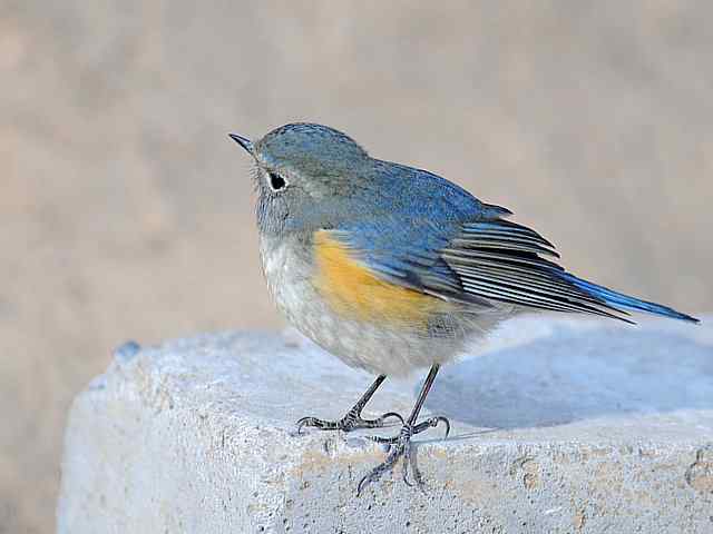 植物园拍摄红胁蓝尾鸲