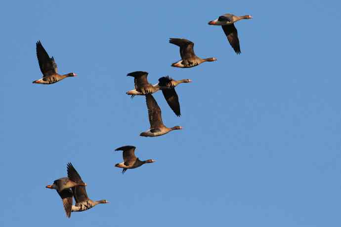 【新鸟】白额雁 wbr图牧吉湿地初探 【新鸟】白额雁 wbr图牧吉湿地初探