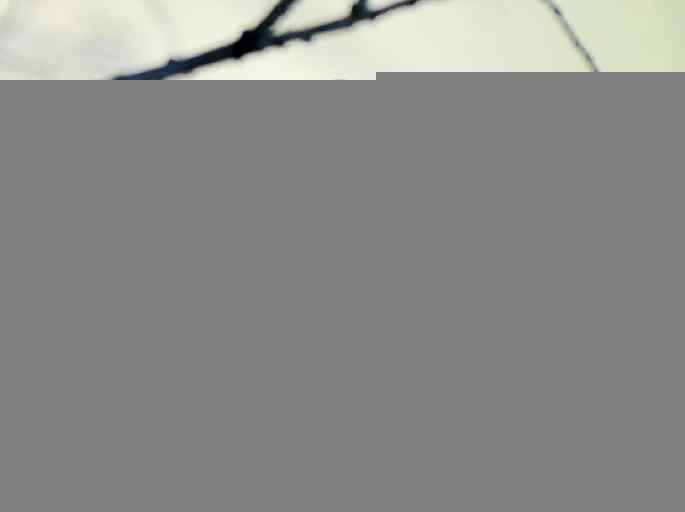 河北乐亭&nbsp;wbr路&nbsp;wbr新进账的鸟儿