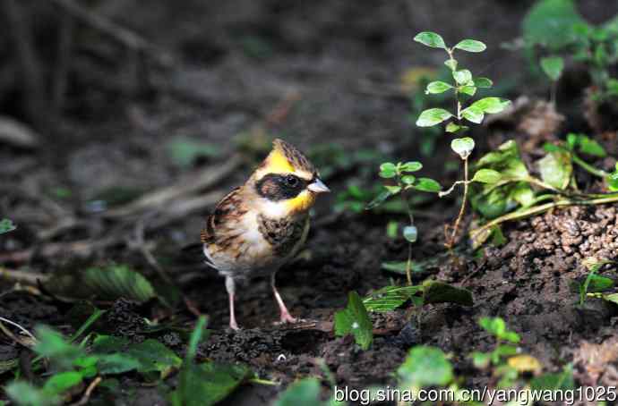 雌性黄喉鹀(6) 雌性黄喉鹀(6)