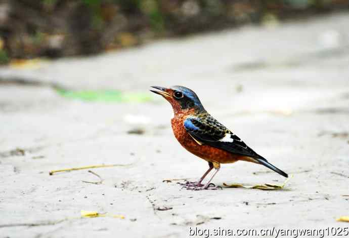 几幅标准像（记白喉矶鸫）