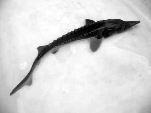 鱼类活化石：中华鲟