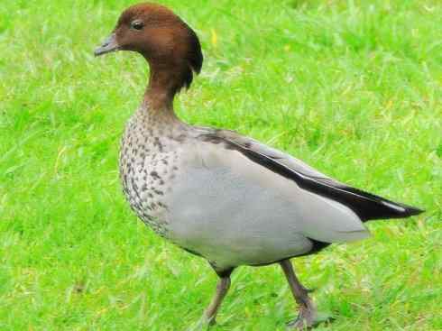 欣赏：美丽的栖鸭