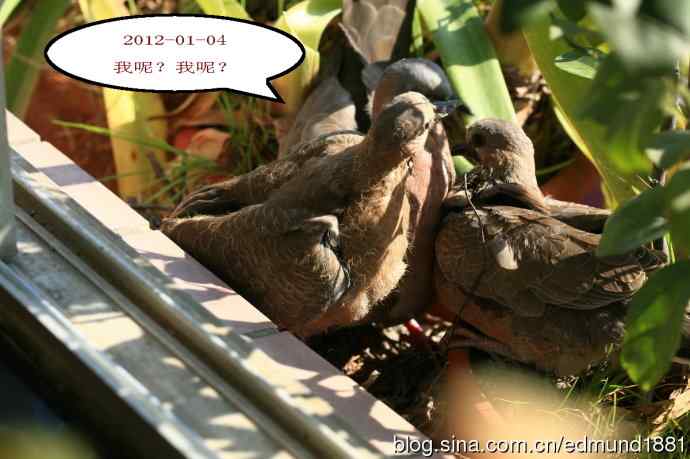 珠颈斑鸠育儿记