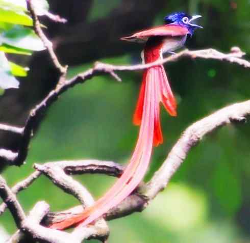 猎奇：长尾鸟雀（咬鹃和寿带鸟）