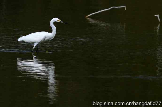 美国鸟类摄影——雪鹭（9）
