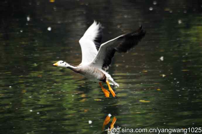 斑头雁（抓拍）3