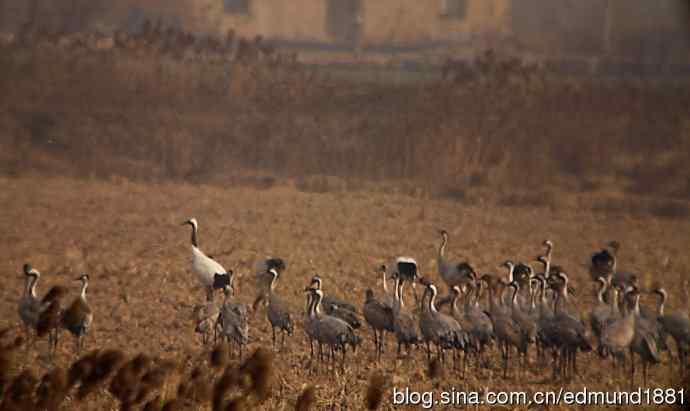 野外的珍禽丹顶鹤-穷人大炮及望远镜拍摄