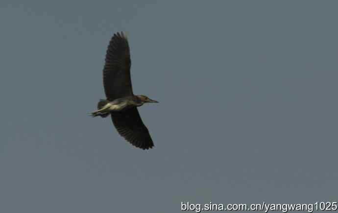 飞(夜鹭) wbr6 飞(夜鹭) wbr6