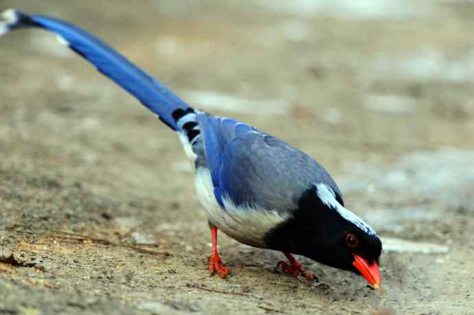 红嘴蓝鹊（10）