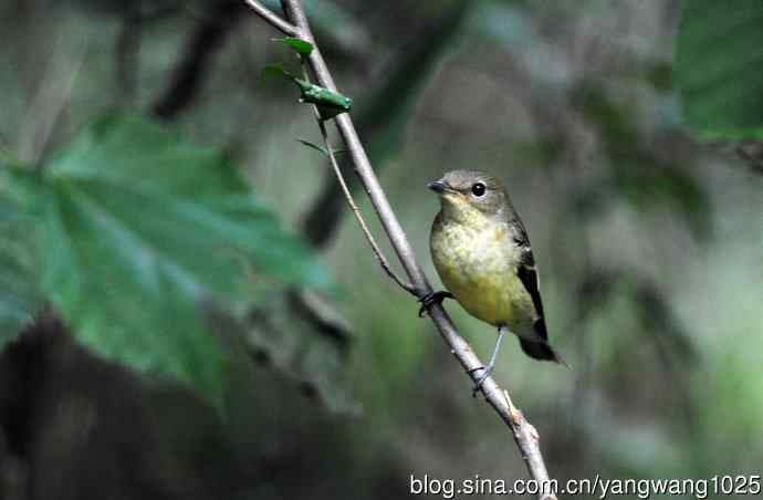 雌性白眉姬鹟（9）