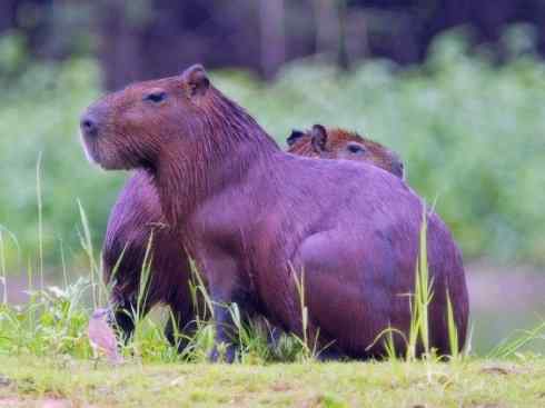 绝色攀禽：佛法僧目之短尾鴗