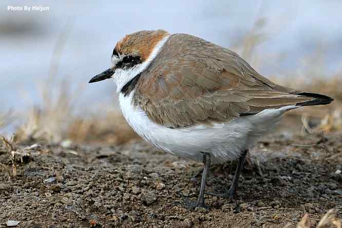野鸭湖追拍环颈鸻