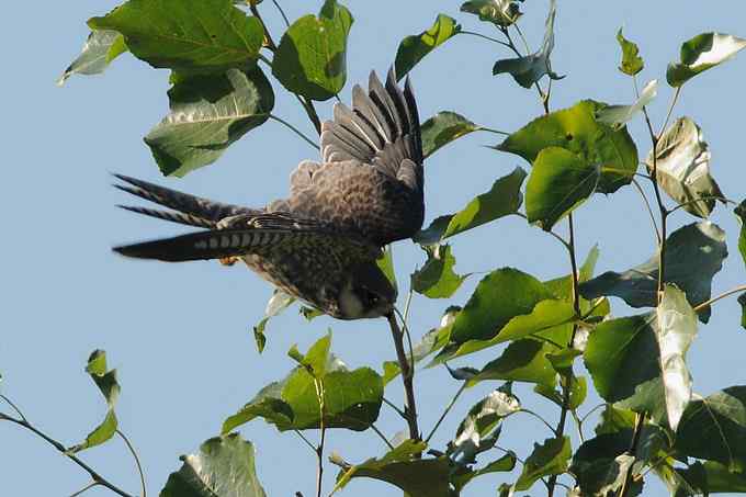 【新鸟】鹊鹞（雌）：野鸭湖之秋