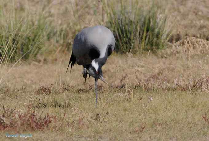 达里诺尔湖的蓑羽鹤