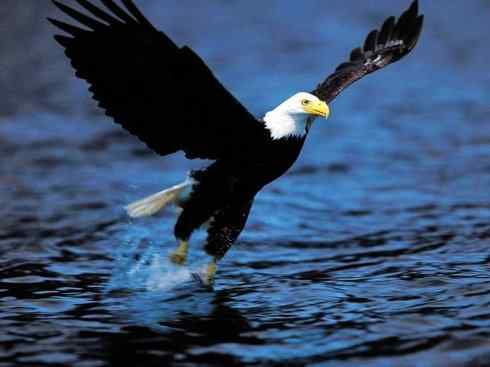 白头鸟系列：另类的美丽（白头海雕）
