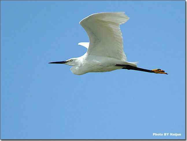 蓝天作秀的鹭鸶