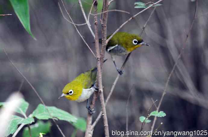 红胁绣眼鸟（5）