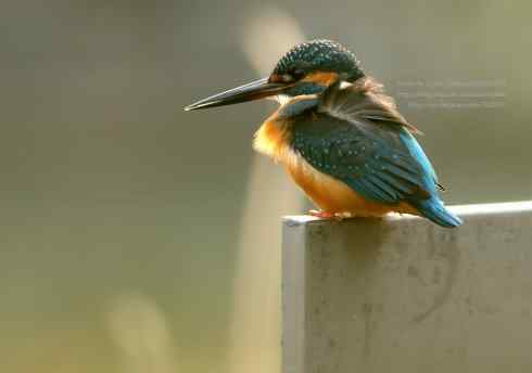 哥拍的不是翠,哥拍的是寂寞 哥拍的不是翠,哥拍的是寂寞