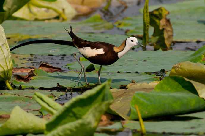 金领仙风.水凤凰 金领仙风.水凤凰