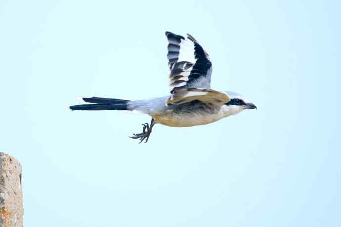 野鸭湖的楔尾伯劳和红尾伯劳